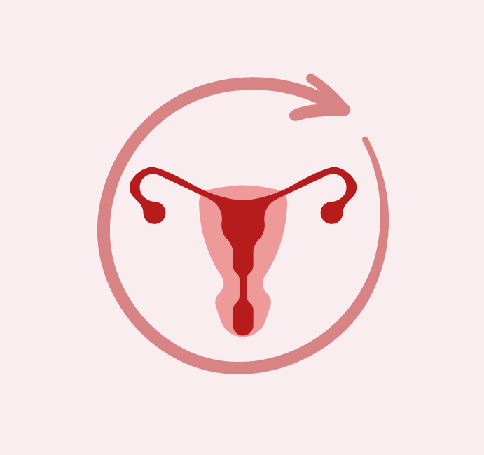 Cyce menstruel - règles